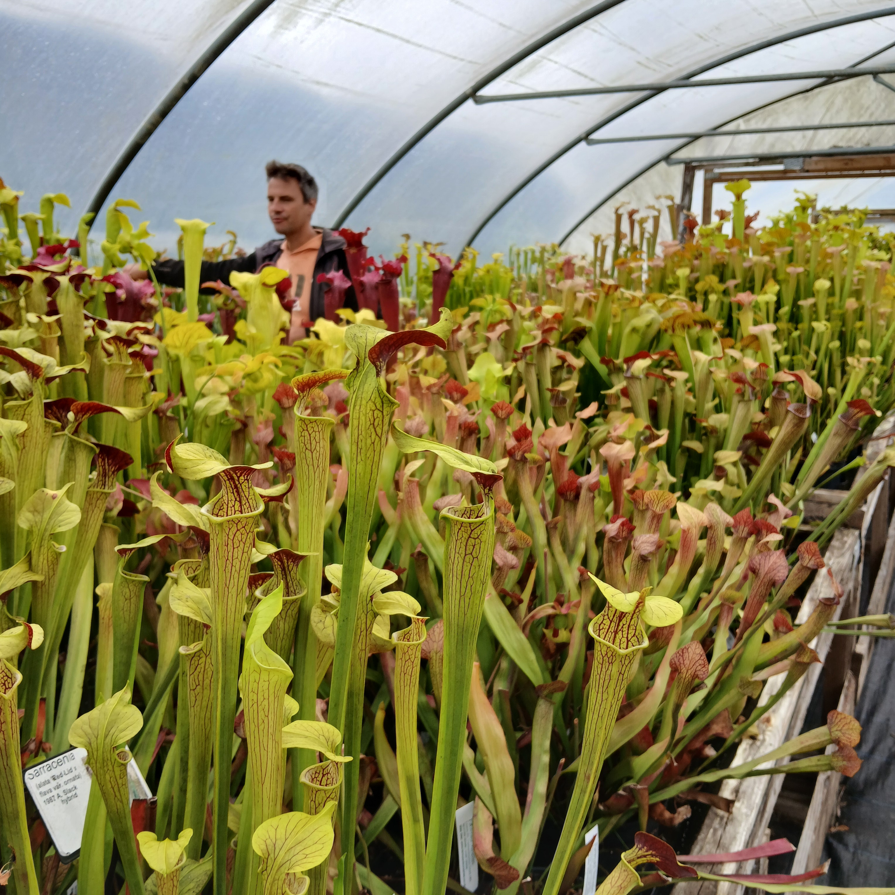 Just a few of the Sarracenias